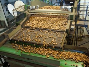 Брянский завод по переработке картофеля временно остановлен